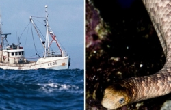 thanh hoa cuu vo mac luoi tren bien chong mat tich