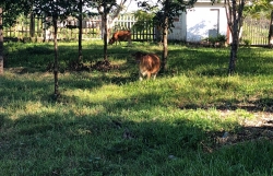 chu lon sang chanh nhat the gioi voi do hieu gia ngan do