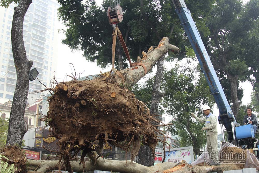 ha noi khai tu hang cay dep nhat ven song to lich