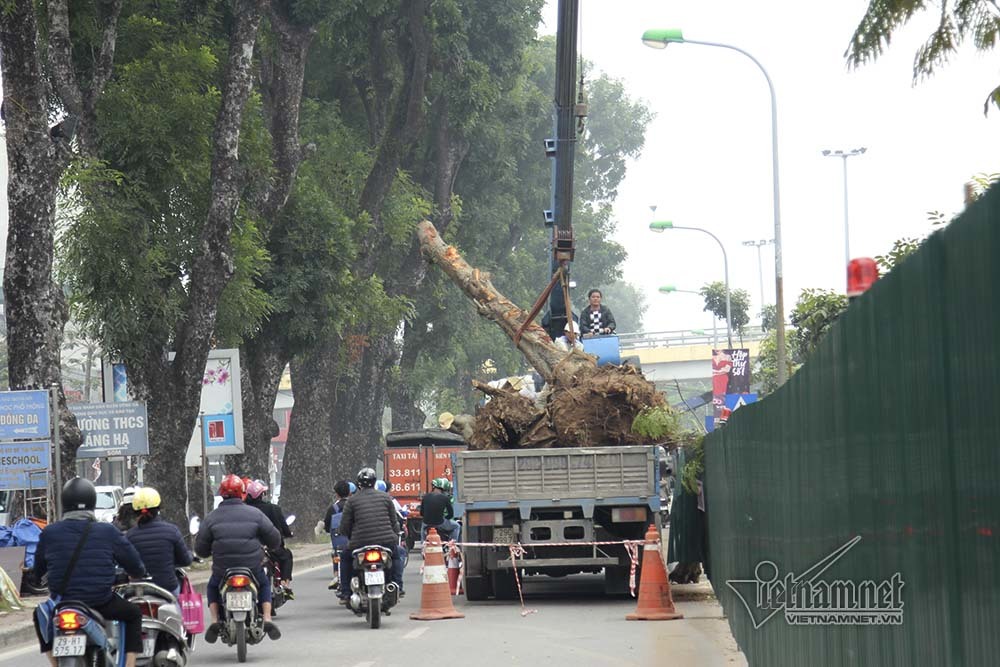 ha noi khai tu hang cay dep nhat ven song to lich