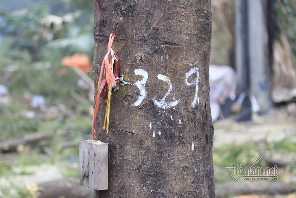 ha noi khai tu hang cay dep nhat ven song to lich