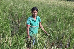 thuong lai lung mua vay ca o mien tay