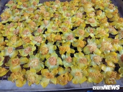 Chè hoa vàng đắt như vàng Chè hoa vàng đắt như vàng