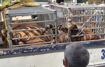 Phát hiện 17 con hổ lớn nuôi nhốt trái phép trong khu dân cư ở Nghệ An
