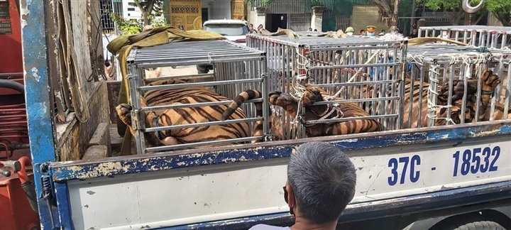 Phát hiện 17 con hổ lớn nuôi nhốt trái phép trong khu dân cư ở Nghệ An - 1