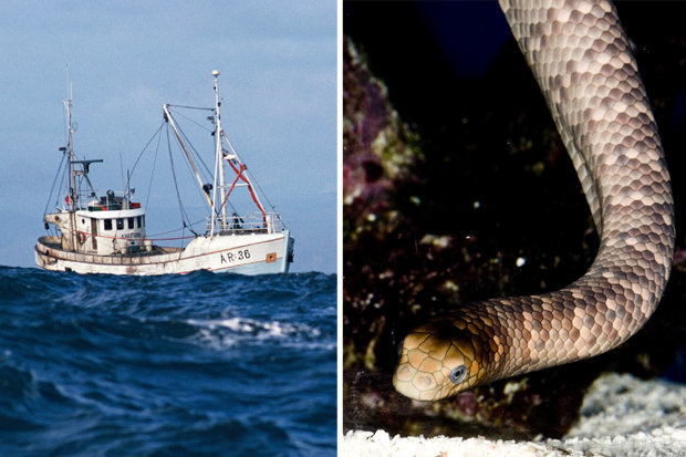 vua keo luoi danh ca bi con vat trong luoi can tu vong
