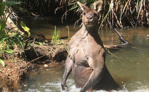 kangaroo tao dang sexy ngang duong du khach vao toilet