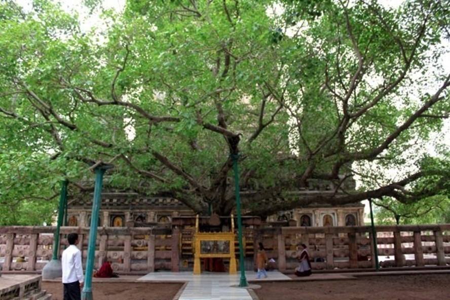 chiec la bo de o bodh gaya