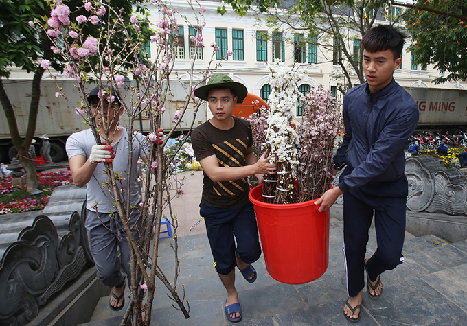 10000 canh hoa anh dao khoe sac giua ha noi