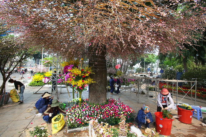 10000 canh hoa anh dao khoe sac giua ha noi