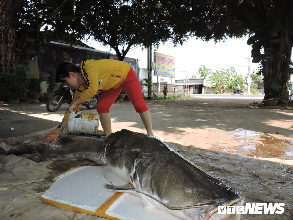 ngu dan dak lak cau duoc ca lang khung nang gan 1 ta