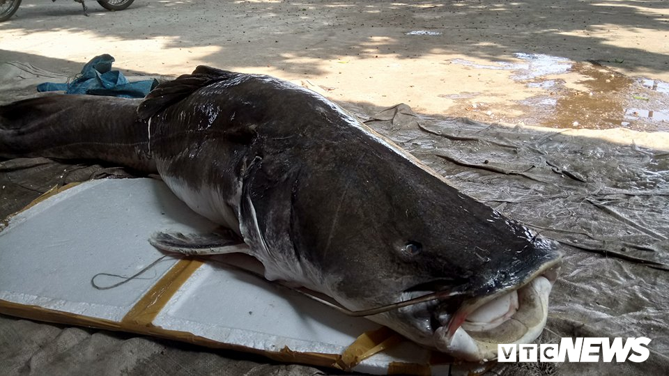 ngu dan dak lak cau duoc ca lang khung nang gan 1 ta