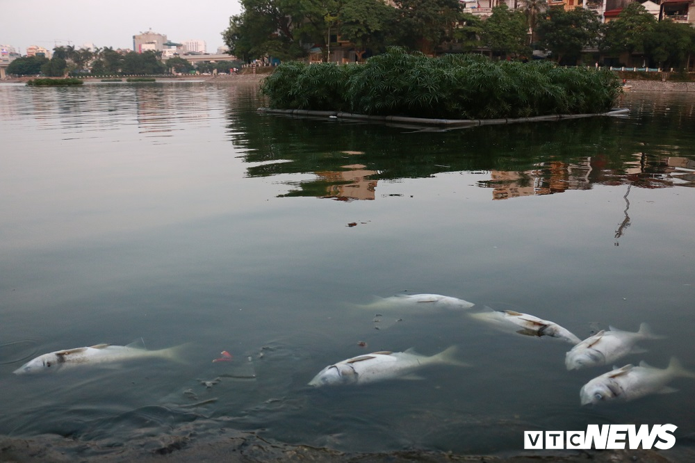 anh ca chet noi trang mat ho hoang cau ha noi