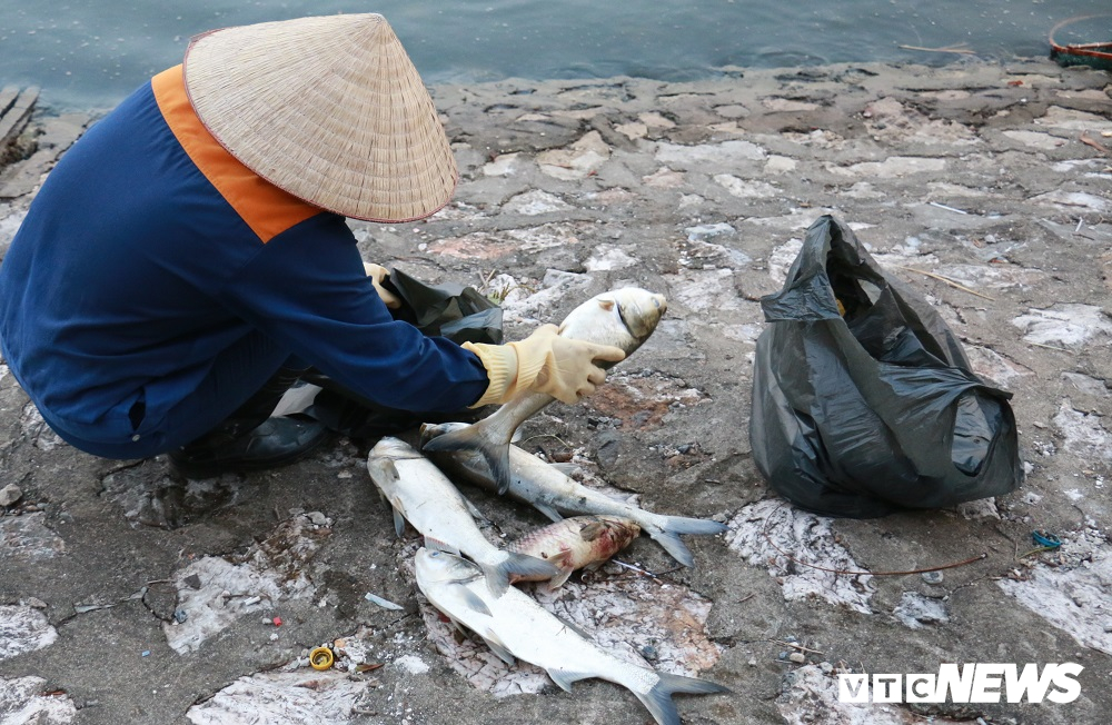 anh ca chet noi trang mat ho hoang cau ha noi