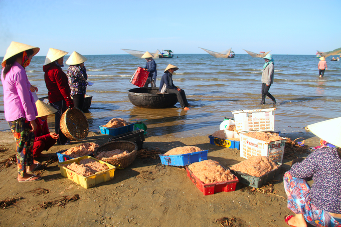 ngu dan ha tinh trung mua ruoc thu tien trieu moi ngay