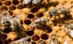 vi dang mat ong