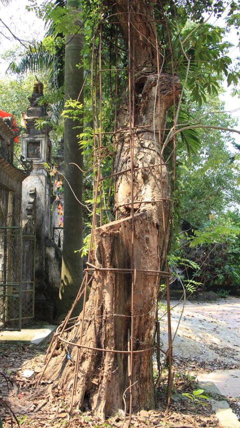 dinh gia lai cay sua tram ty chua chac con go tot