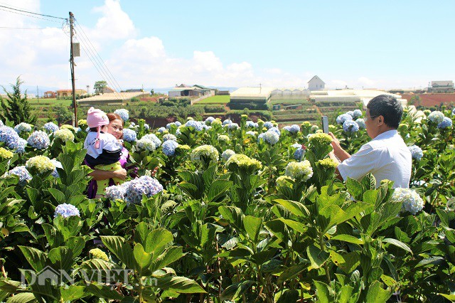 gioi tre dua nhau check in canh dong hoa cam tu cau dep me man o da lat