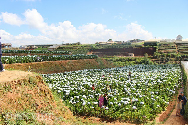 gioi tre dua nhau check in canh dong hoa cam tu cau dep me man o da lat