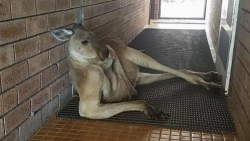 kangaroo vo si dam boc thuong hang trong tu nhien