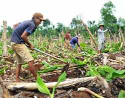 10kg ngo khong mua noi 1 bat pho nong dan son la dieu dung