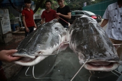 cau duoc ca lang khung nang 85 kg tren song serepok