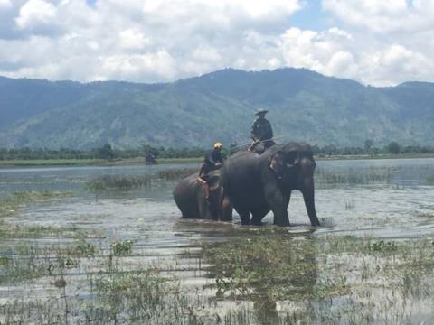 10trieuthang thue bao mau cho voi de phap phong cho doi