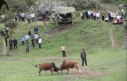 tet sap vao dau ngo