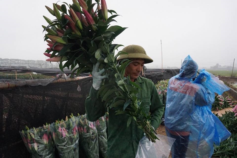 hoa ly cuoi nguoi khoc sau tet nguyen dan mau tuat