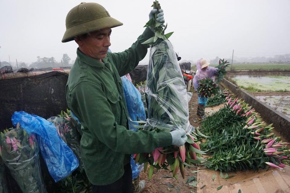 hoa ly cuoi nguoi khoc sau tet nguyen dan mau tuat