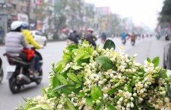 ha noi trong huong buoi thang 3