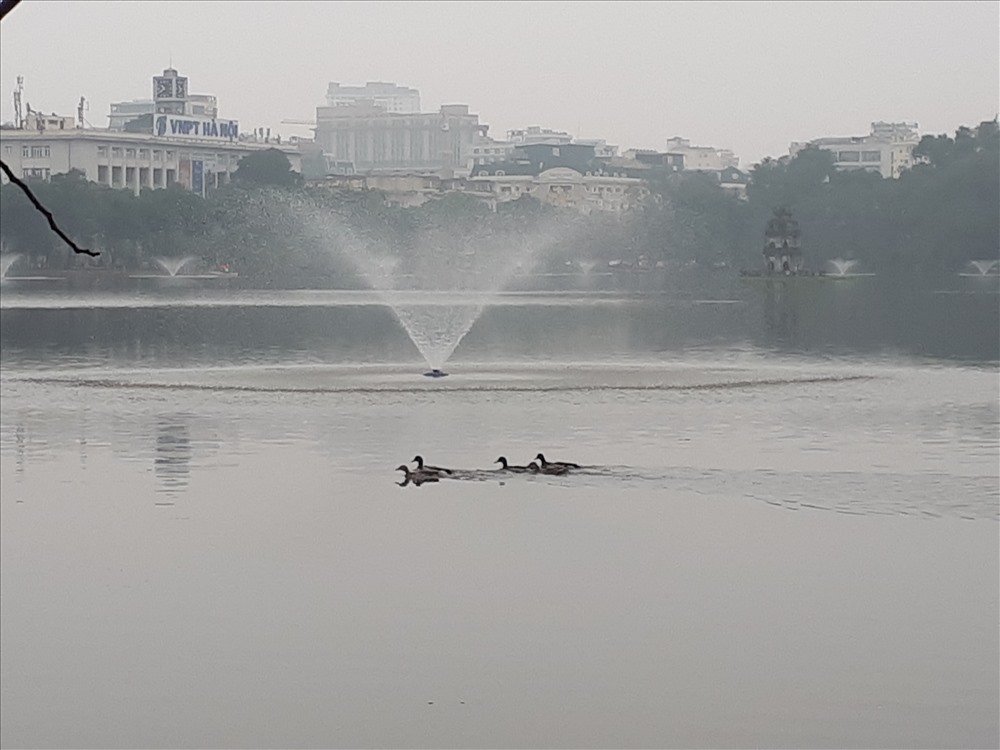 bat ngo xuat hien dan vit troi tai ho guom