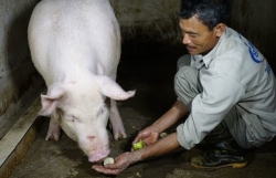 ky la ngoi lang co tuc tho cho da 400 tuoi o ha noi