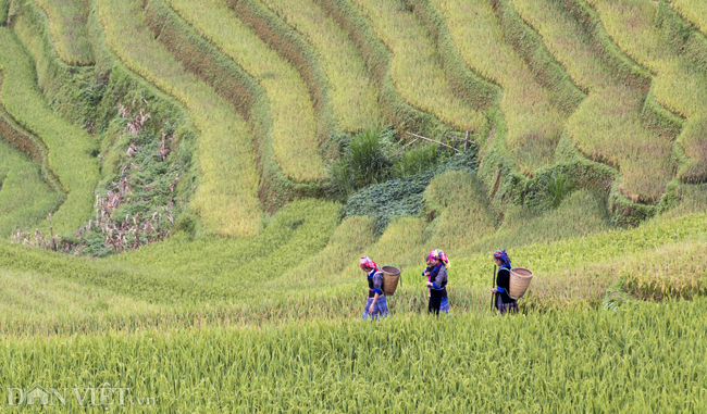 nhung hinh anh dep ve phu nu vung nui cao tay bac