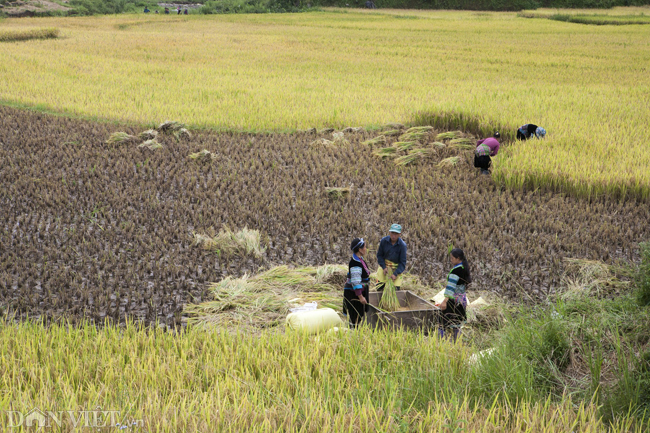 nhung hinh anh dep ve phu nu vung nui cao tay bac