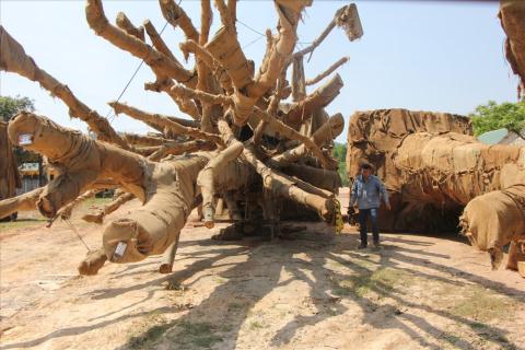 cay quai thu ben duong cho chua hay ban sang trung quoc