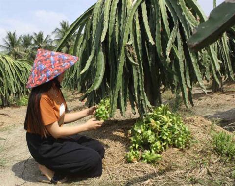 vuon thanh long bi pha bang chat la hong tu trong ra ngoai