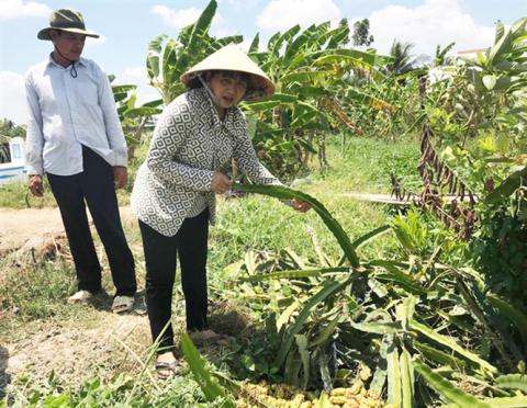 vuon thanh long bi pha bang chat la hong tu trong ra ngoai