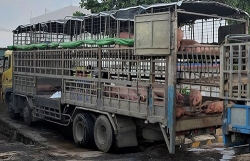 xe tai cho lon mac dich ta chau phi ban dao 2 ngay o quang nam