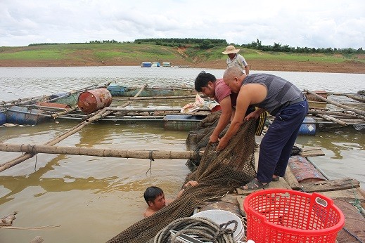 xac dinh nguyen nhan khien ca chet hang loat tai tinh kon tum