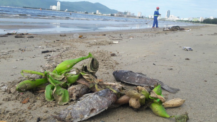 rac bua vay 5km bo bien da nang dan so khong dam tam