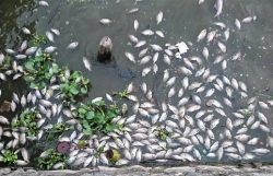 ha noi ca chet bat thuong keo dai 100m o ho tay