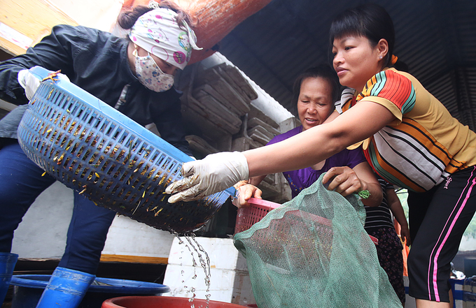 nguoi dan ha noi nhat canh dong thung chau chau