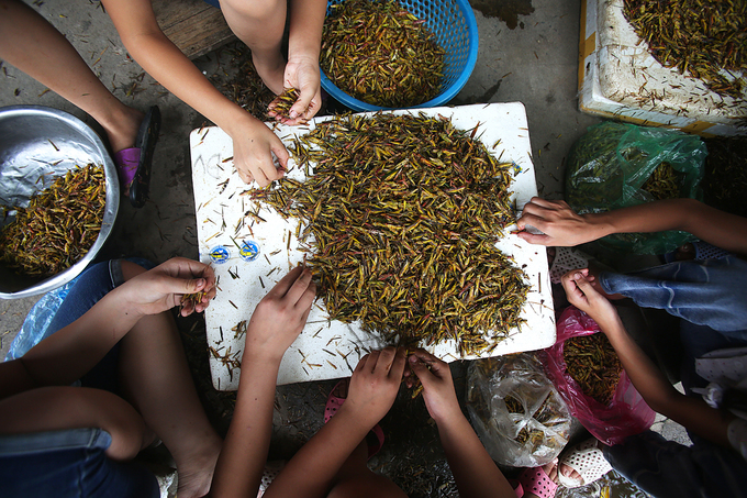 nguoi dan ha noi nhat canh dong thung chau chau