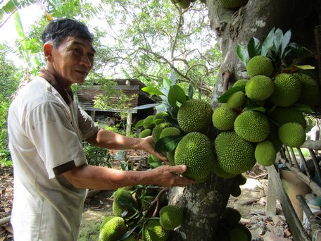 ngay cang co nhieu nguoi den xem cay mit doc la o ben tre