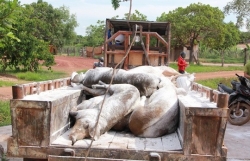 hon 200 khau sung hang nghin vien dan bi tieu huy