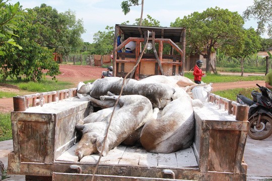 dan phan ung vi heo bi dich ta heo chau phi tu noi khac dua ve tieu huy