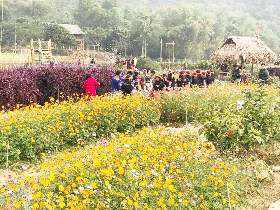 nguoi dep mai chau ve ban trong thung lung hoa de cau khach