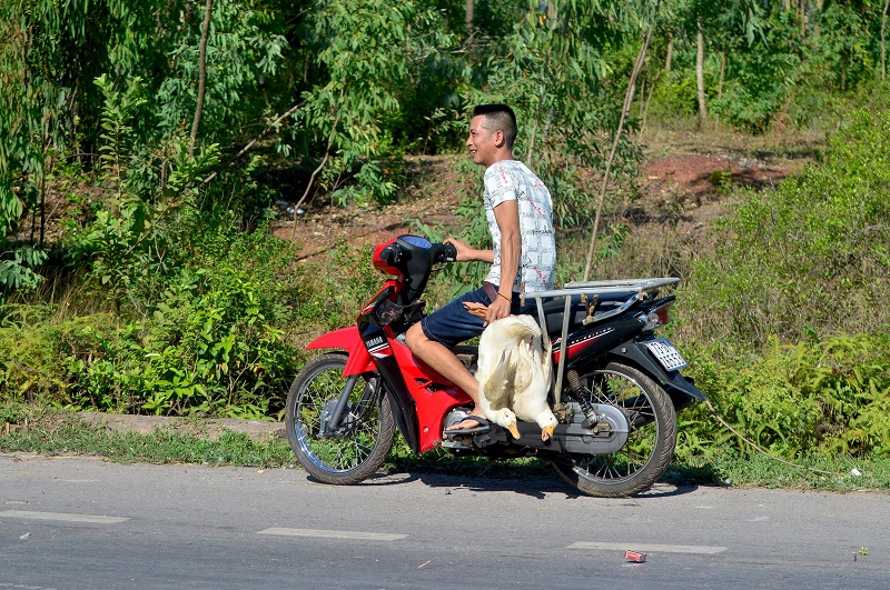 dan xum lai hoi vit tren xe tai bi lat o quang binh cong an vao cuoc dieu tra