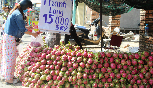 thanh long gia re ban day via he sai gon